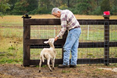 self sufficient homesteading