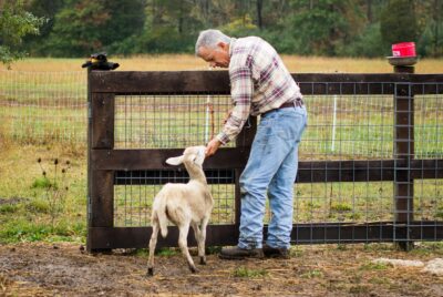 self sufficient homesteading