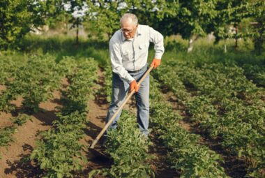 backyard homesteading