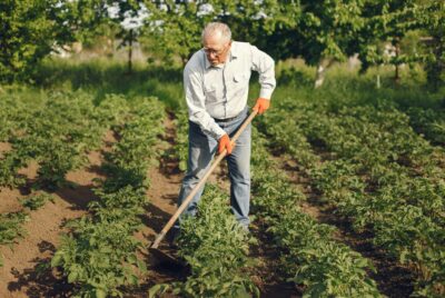 backyard homesteading