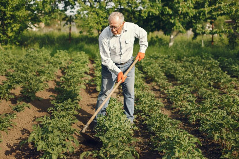 backyard homesteading