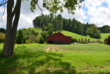 homesteading farming
