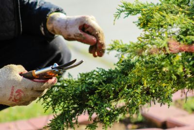 gardening tools