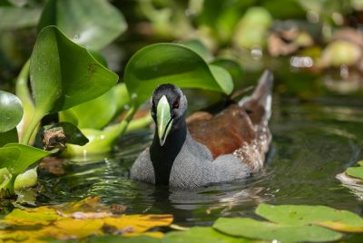 How to Create a Wildlife Pond