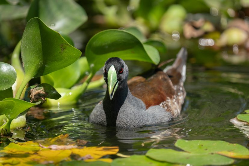 How to Create a Wildlife Pond