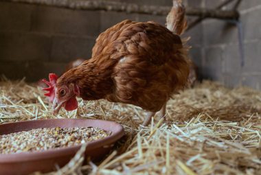 chicken feed