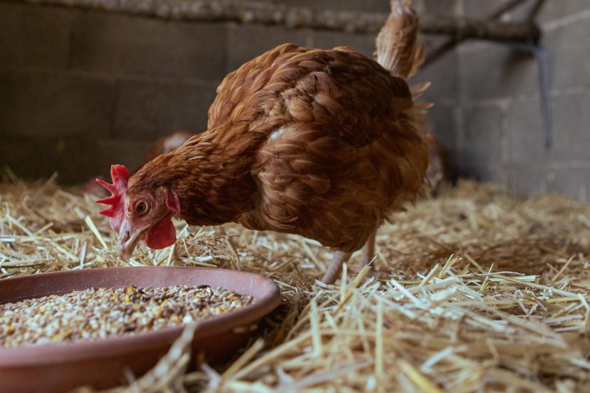 chicken feed