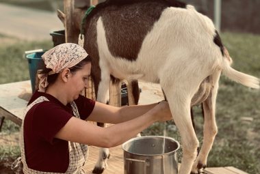 milking goats