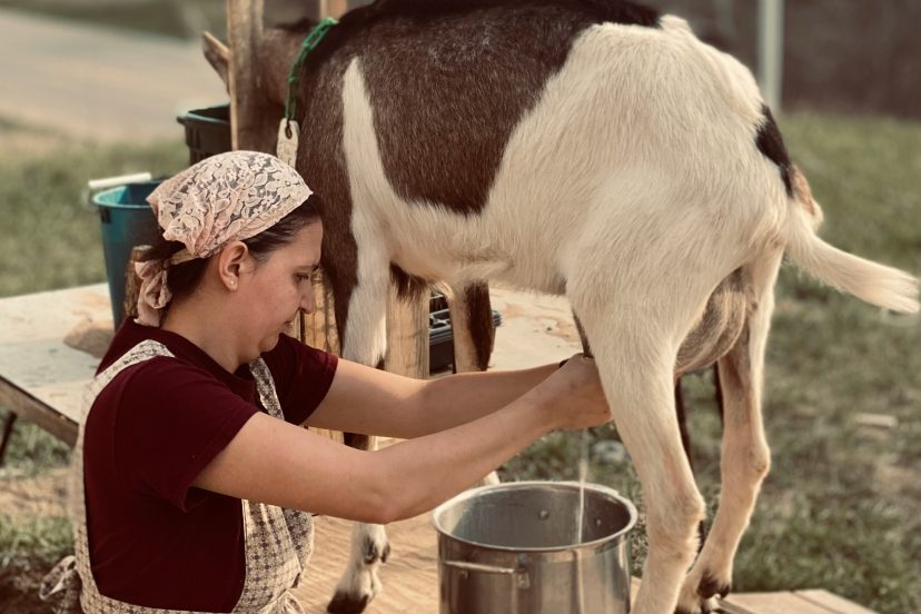 milking goats