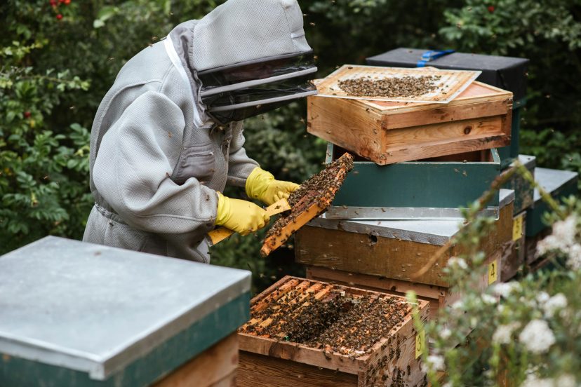 Beekeeping For Beginners