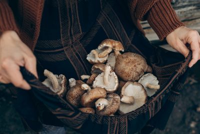 Mushroom Cultivation At Home