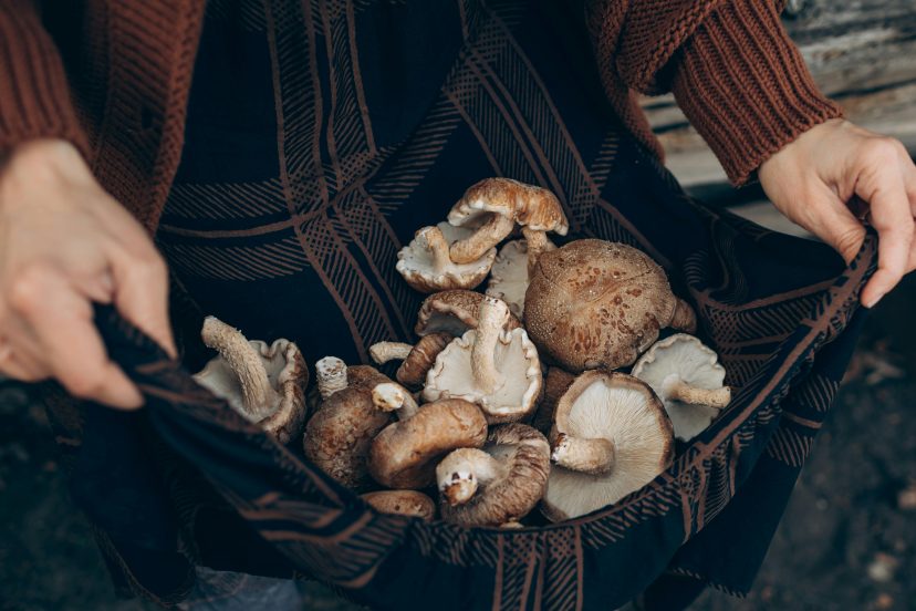 Mushroom Cultivation At Home
