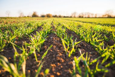 Crop Rotation