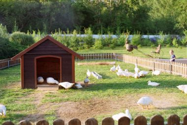 raising ducks