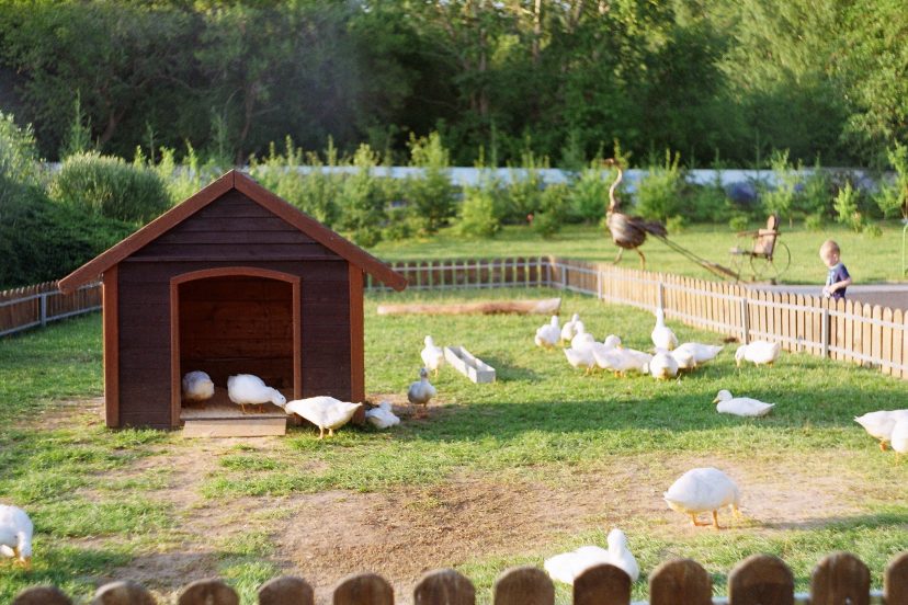 raising ducks