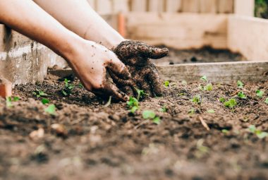 raised garden bed soil