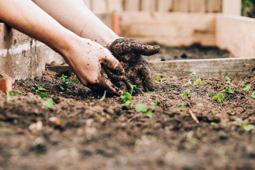 raised garden bed soil