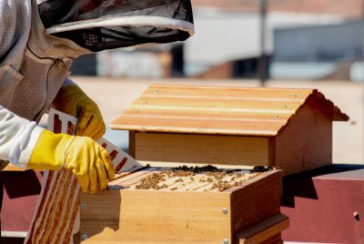 backyard beekeeping