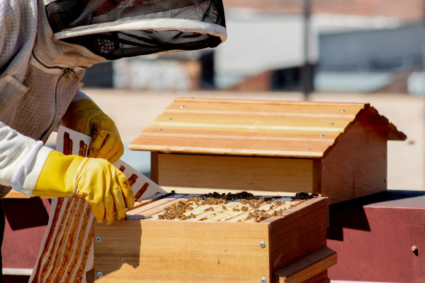 backyard beekeeping