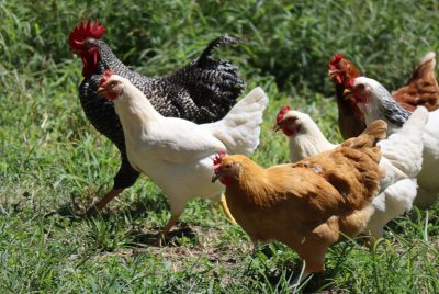 free range chicken