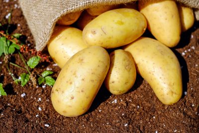 growing potatoes
